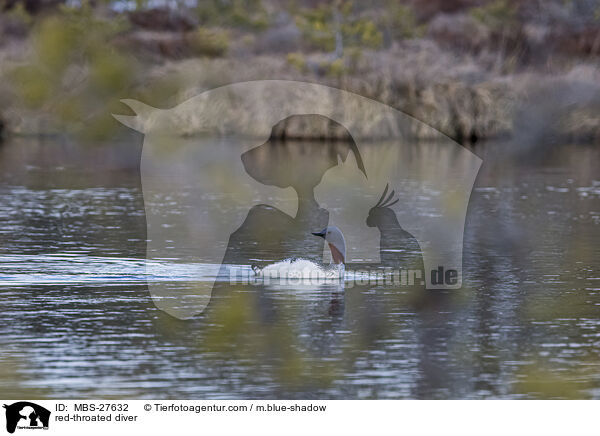 red-throated diver / MBS-27632