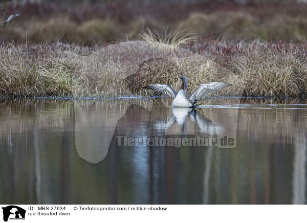 red-throated diver / MBS-27634