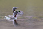 red-throated diver