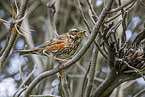 redwing