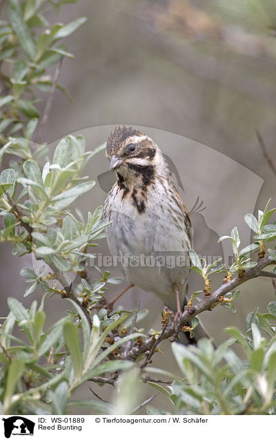 Reed Bunting / WS-01889
