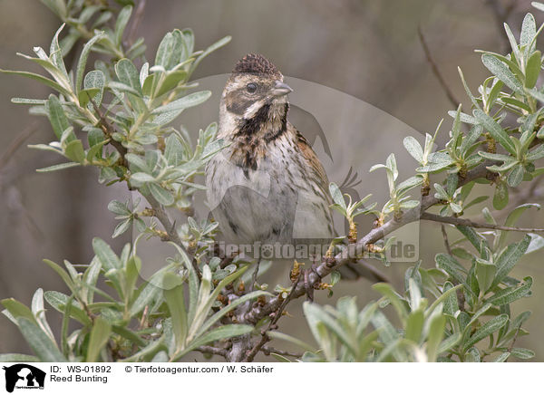 Reed Bunting / WS-01892