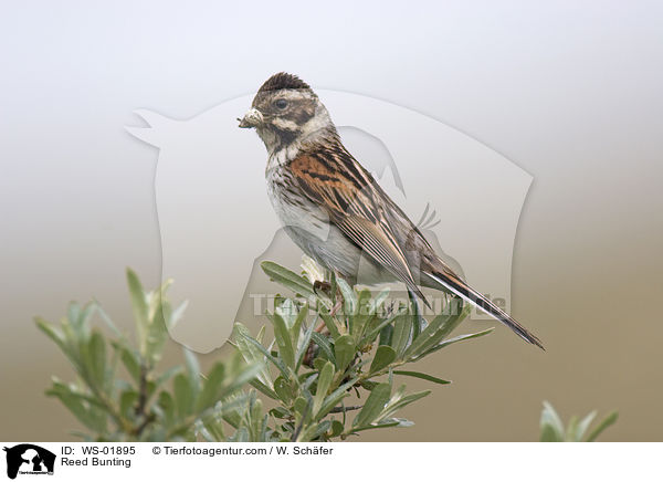 Reed Bunting / WS-01895