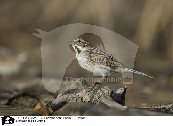 common reed bunting / THA-01825