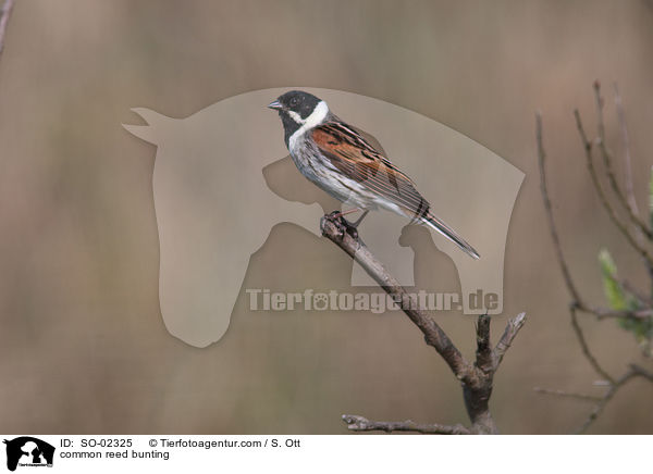 common reed bunting / SO-02325