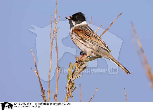 common reed bunting / SO-02346