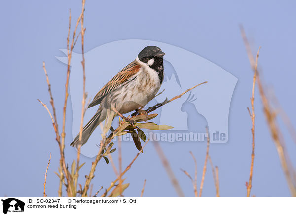 common reed bunting / SO-02347