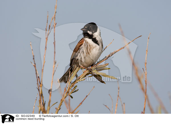 common reed bunting / SO-02349