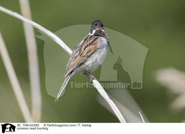 common reed bunting / THA-03385
