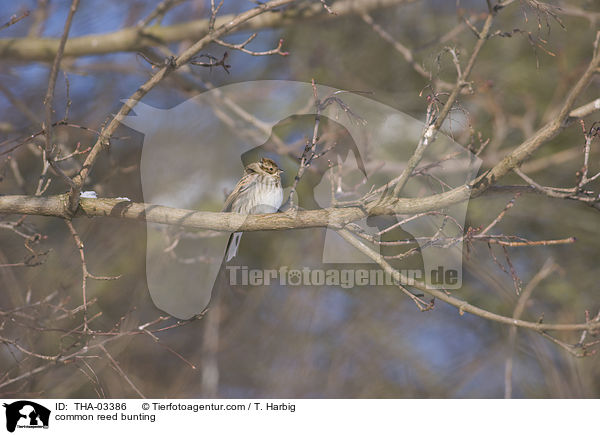 common reed bunting / THA-03386