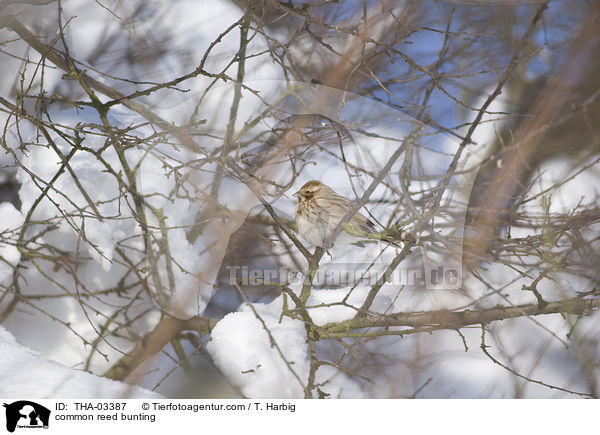 common reed bunting / THA-03387