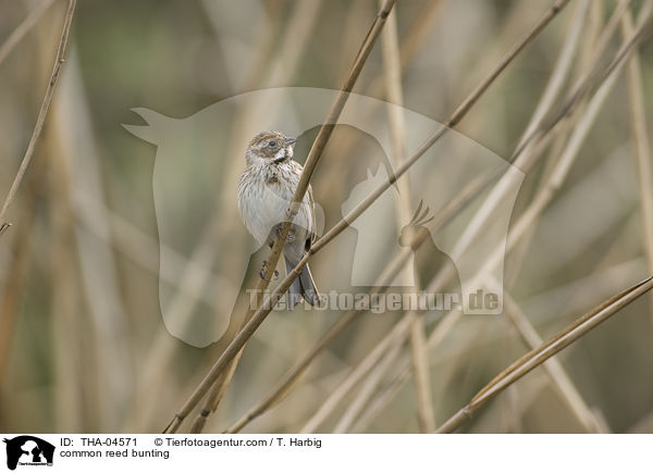 common reed bunting / THA-04571