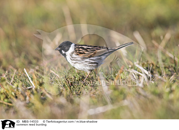 common reed bunting / MBS-14533