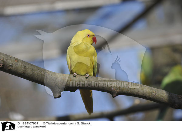 Halsbandsittich / rose-ringed parakeet / SST-07937