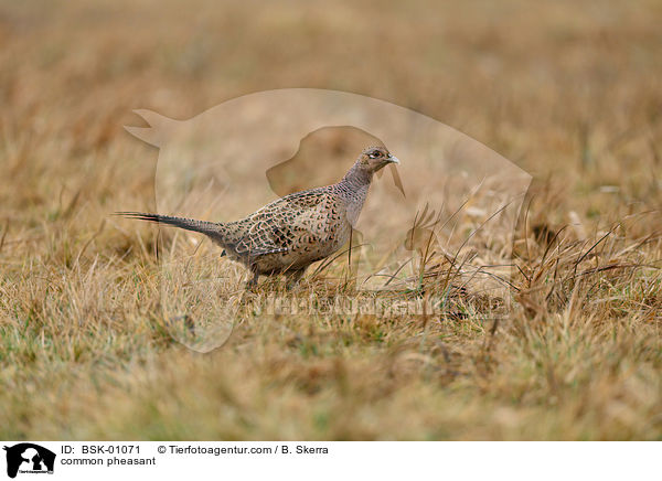 common pheasant / BSK-01071
