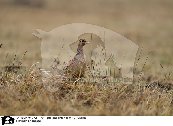 common pheasant / BSK-01072