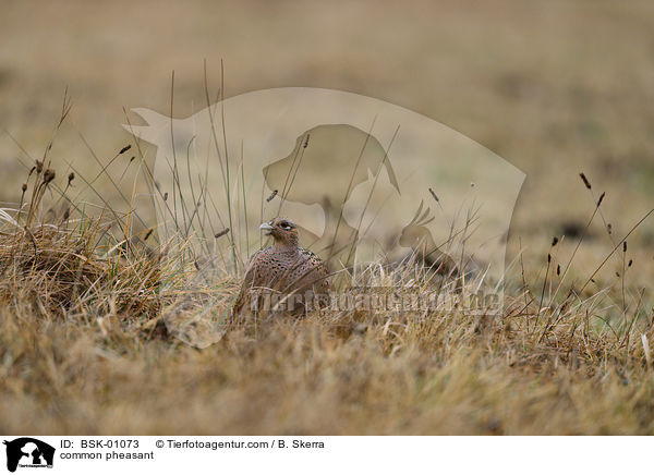common pheasant / BSK-01073