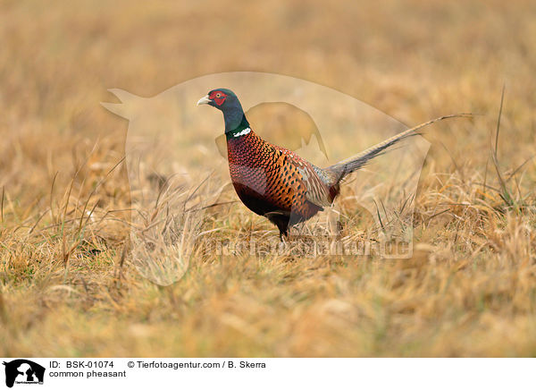 common pheasant / BSK-01074