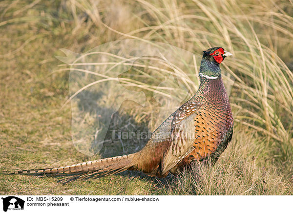 common pheasant / MBS-15289