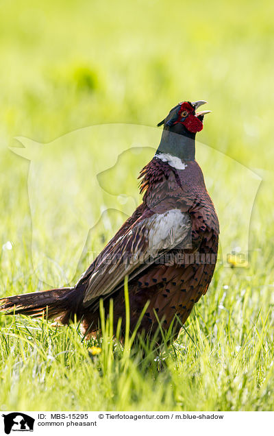 common pheasant / MBS-15295