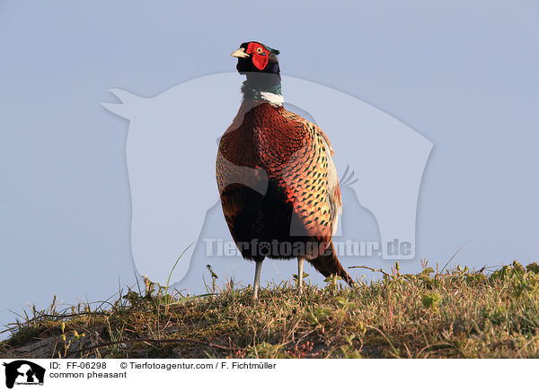 common pheasant / FF-06298