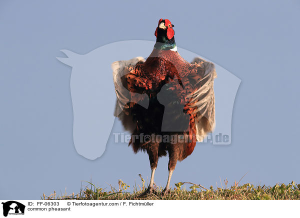 common pheasant / FF-06303