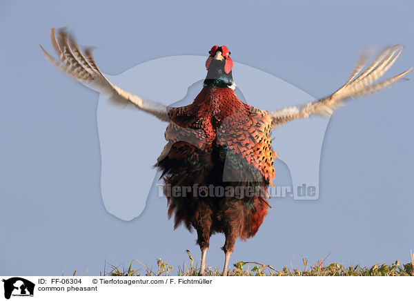 common pheasant / FF-06304