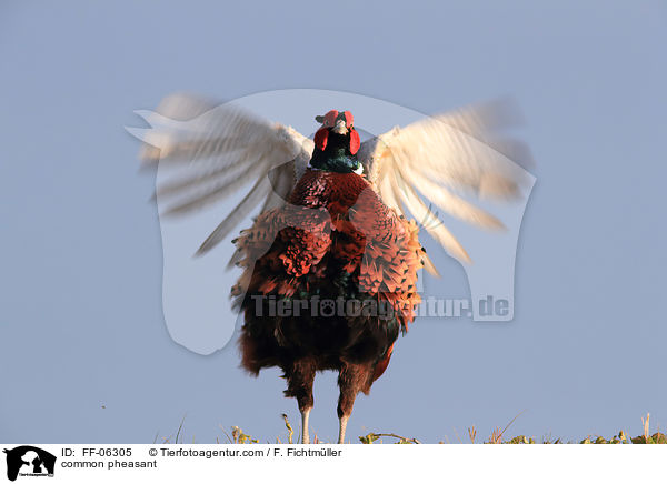 common pheasant / FF-06305