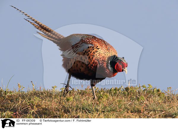 common pheasant / FF-06309