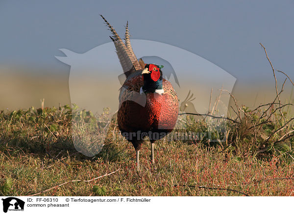 common pheasant / FF-06310