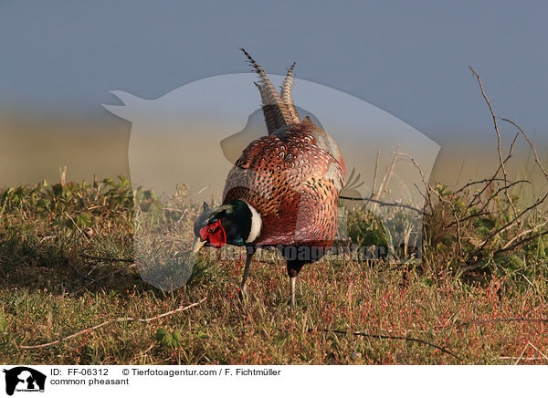 common pheasant / FF-06312