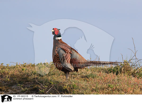 common pheasant / FF-06315