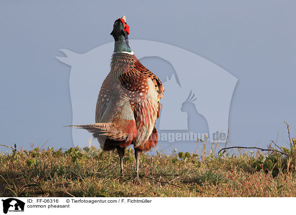 common pheasant / FF-06316