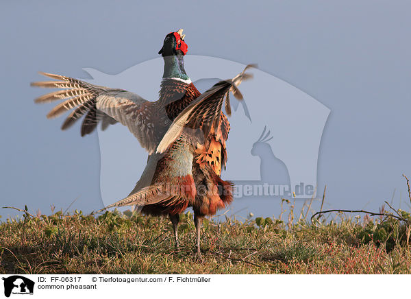 common pheasant / FF-06317