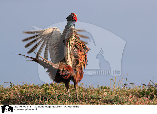 common pheasant / FF-06318