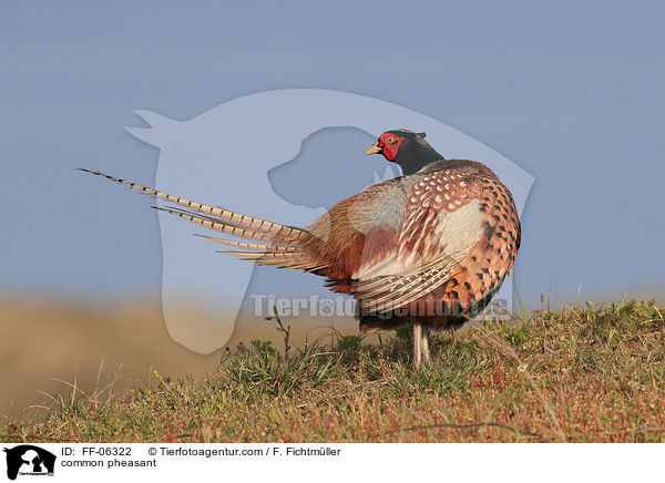 common pheasant / FF-06322