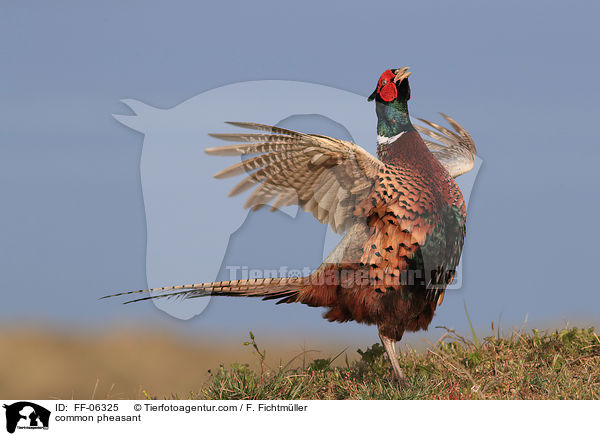 common pheasant / FF-06325