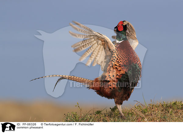 common pheasant / FF-06326