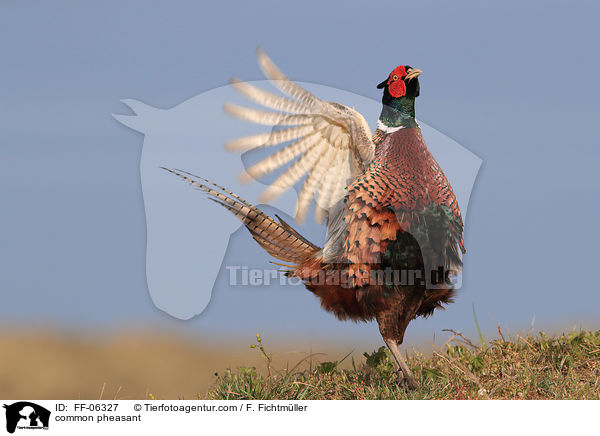 common pheasant / FF-06327