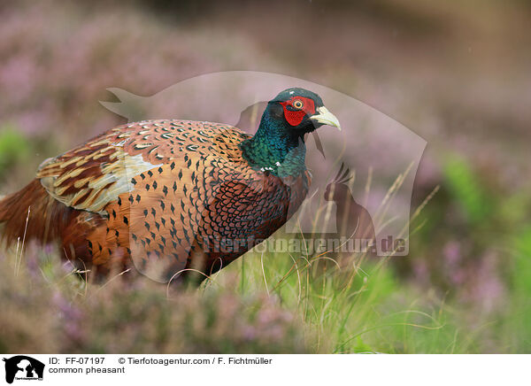 common pheasant / FF-07197