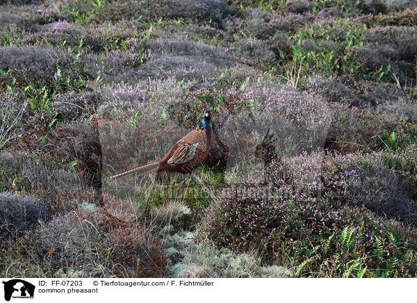 common pheasant / FF-07203