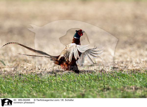 common pheasant / WS-08286