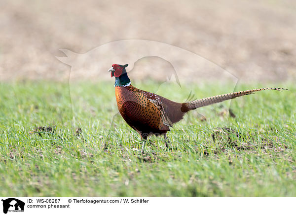 common pheasant / WS-08287