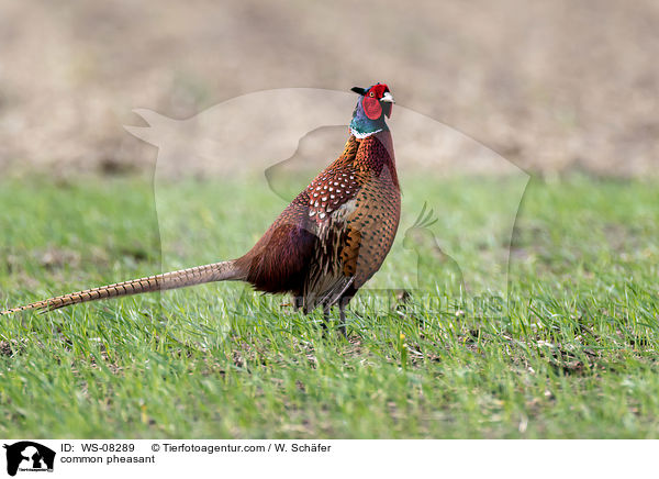common pheasant / WS-08289