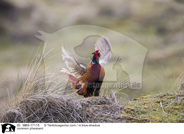 common pheasant / MBS-17115
