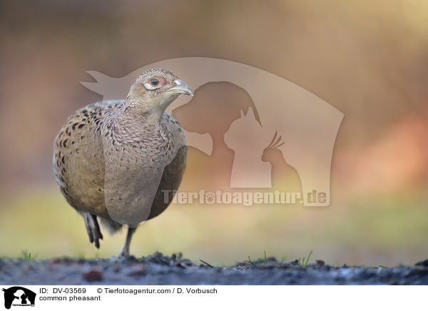 common pheasant / DV-03569