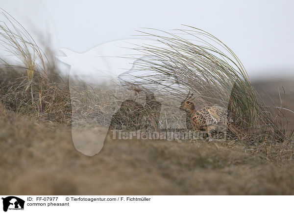 common pheasant / FF-07977