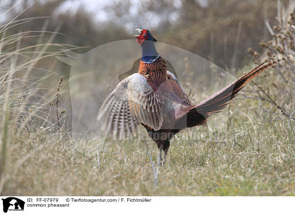 common pheasant / FF-07979