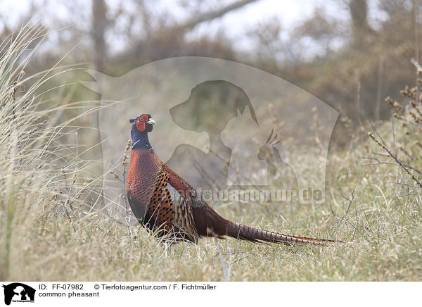 common pheasant / FF-07982