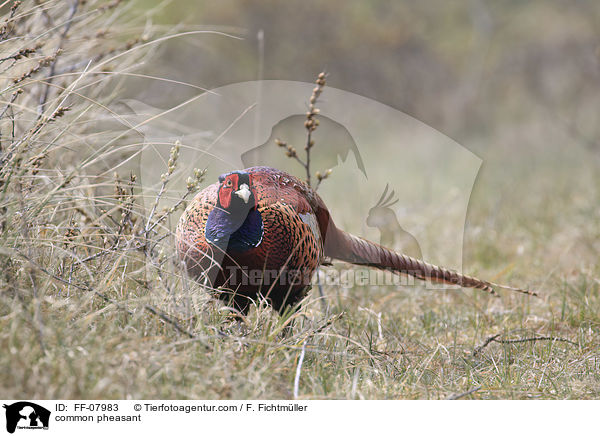 common pheasant / FF-07983